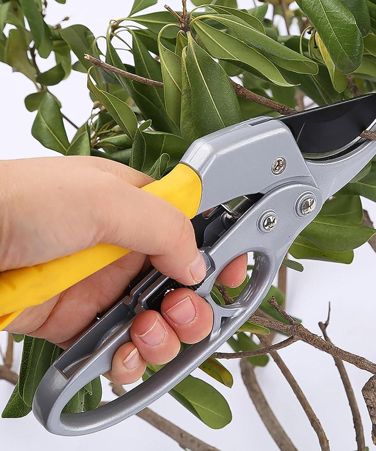 ProCut Pruners