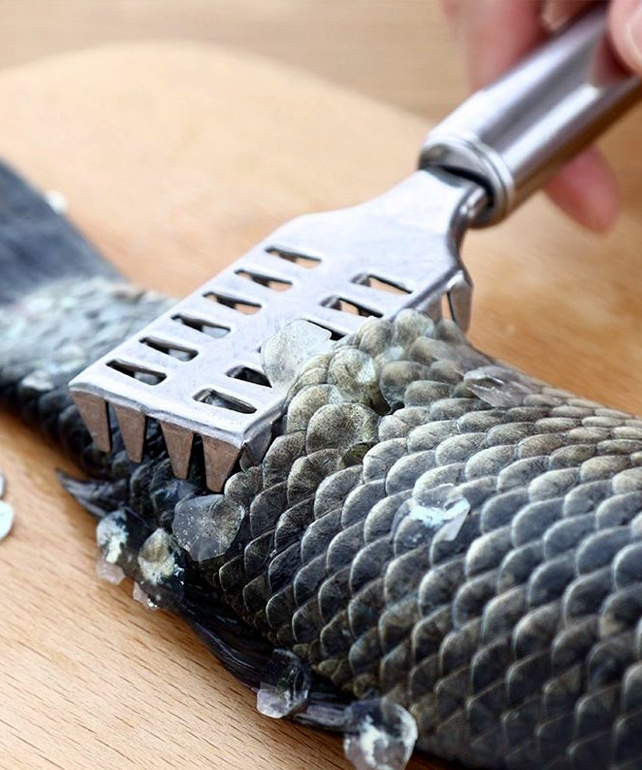 Stainless Steel Fish Scale Remover Scraper – Sawtooth Kitchen Tool