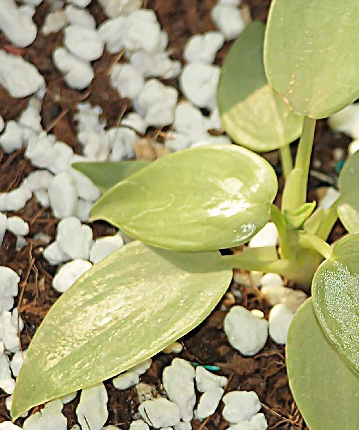 Paradise Perlite for Hydroponics &amp; Horticulture Terrace Gardening Soil Conditioner (250 GM)