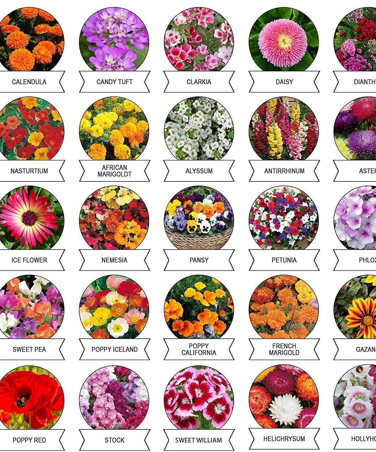 20-in-1 Bloom Variety Pack