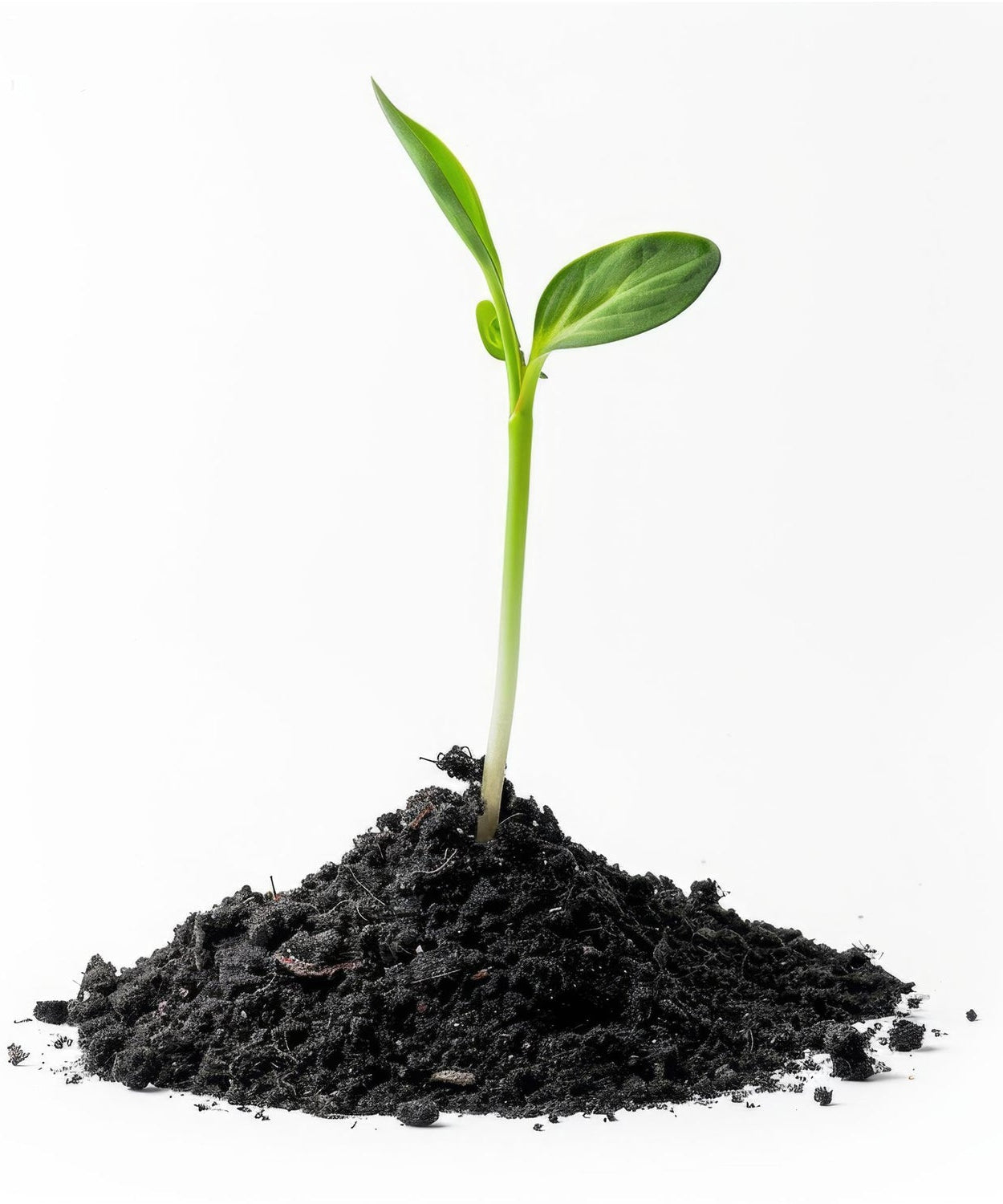 NutriSoil Vermicompost