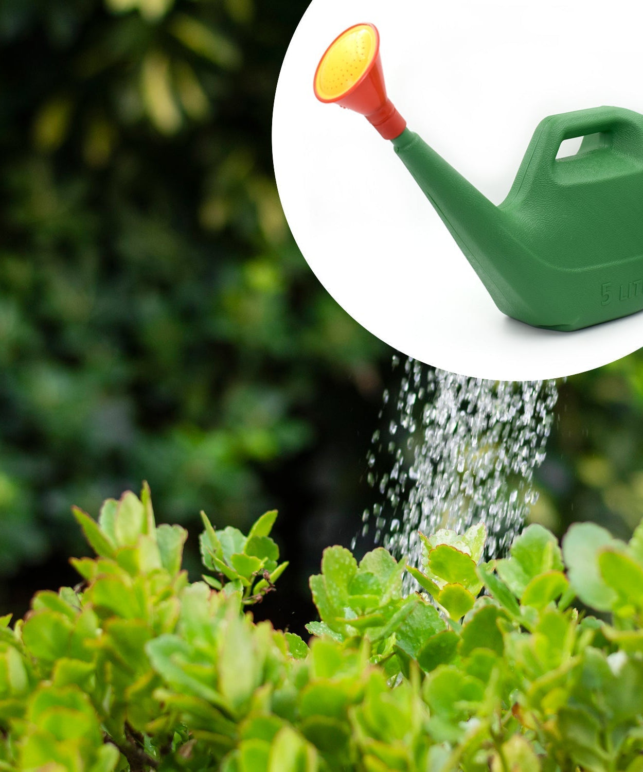 5-liter plastic watering can with a sprinkler attachment for gardening