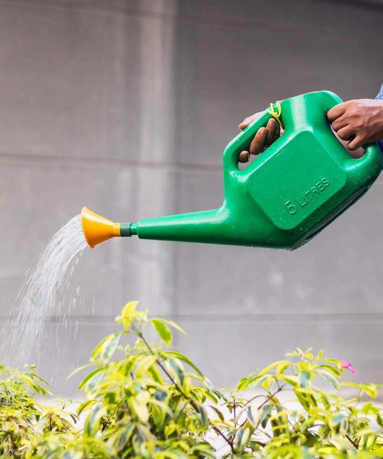 Large 5-liter plastic watering can with easy-to-use sprinkler head