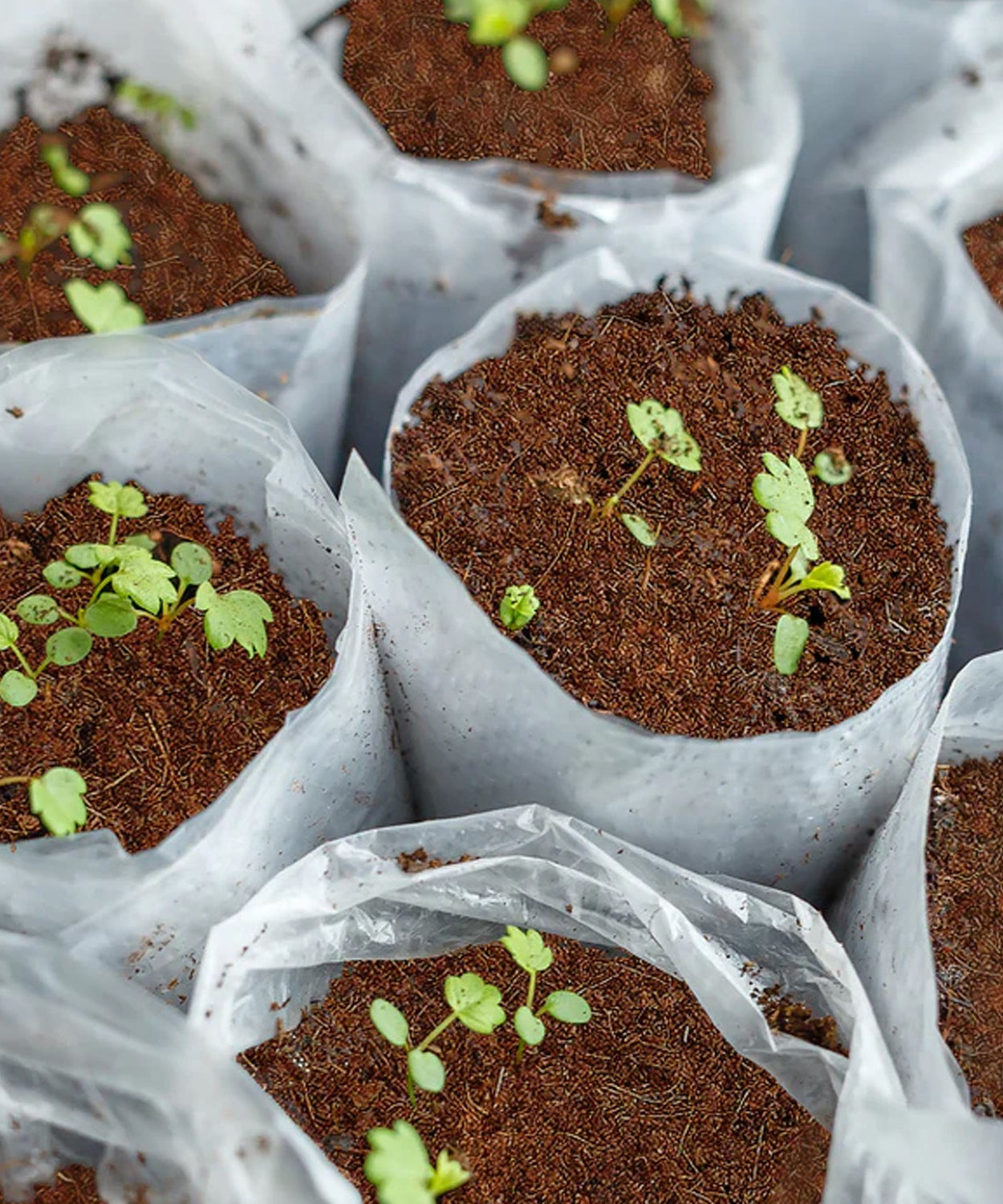 Cocopeat Block Organic Fertilizer and Soil Manure Potting Mixture for Home Gardening and Potted Plants (1 KG.)