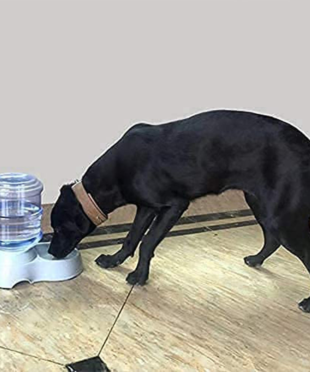 Automatic Pet Water Dispenser, Food Storage Bottle