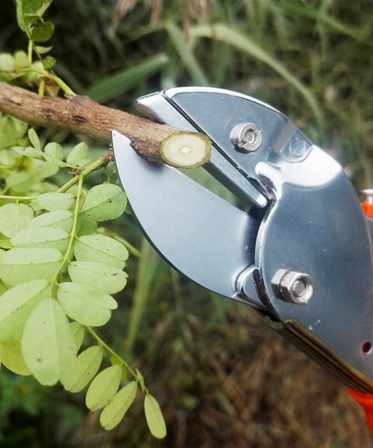 Sharp garden scissors for precise cutting