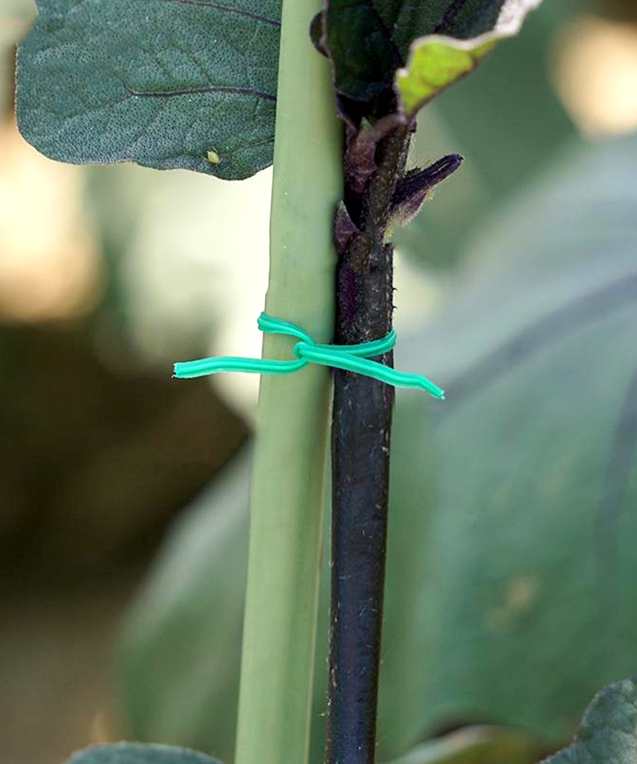 Green twist tie wire spool with built-in cutter for garden and yard.
