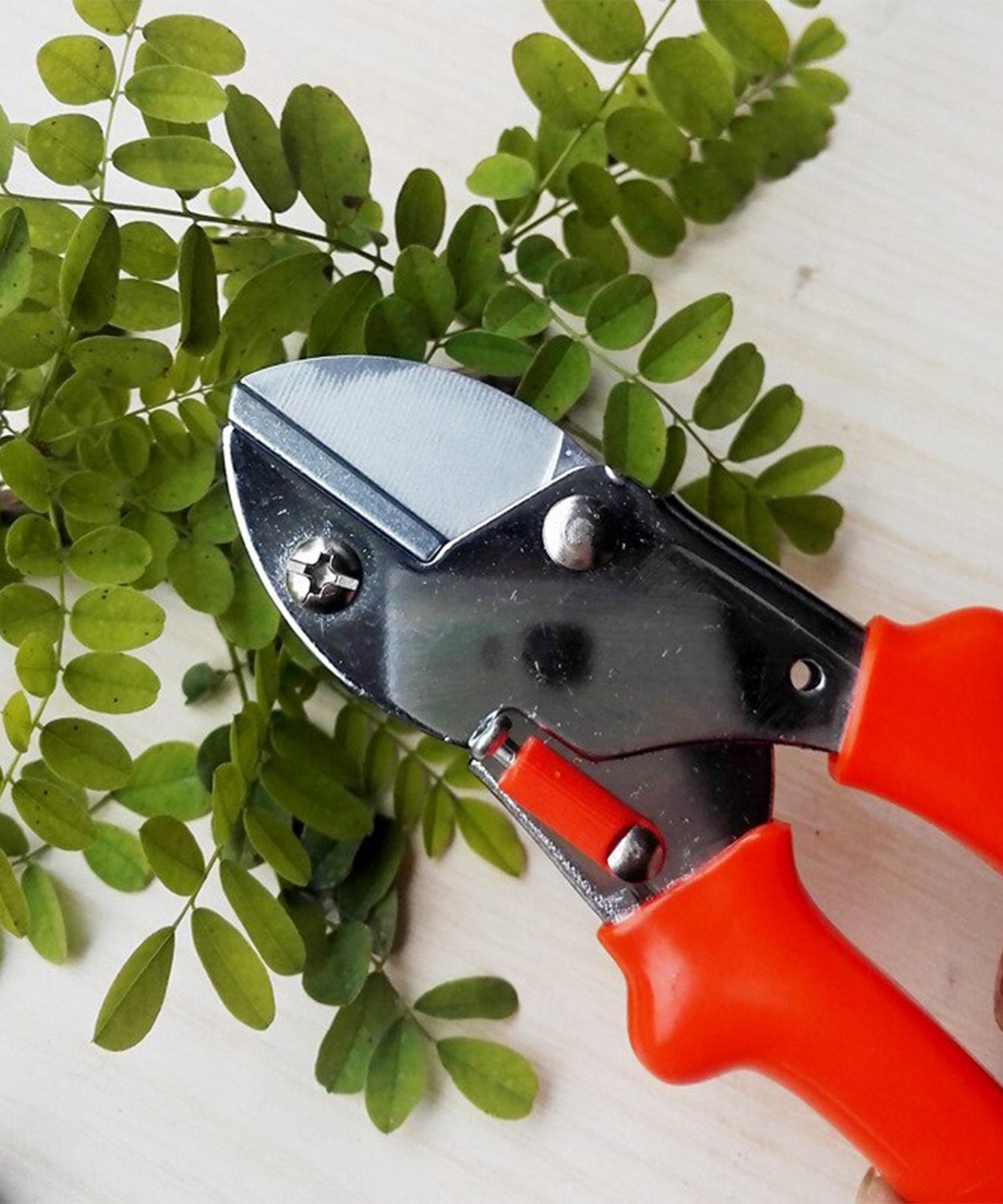 High-quality garden scissors for trimming