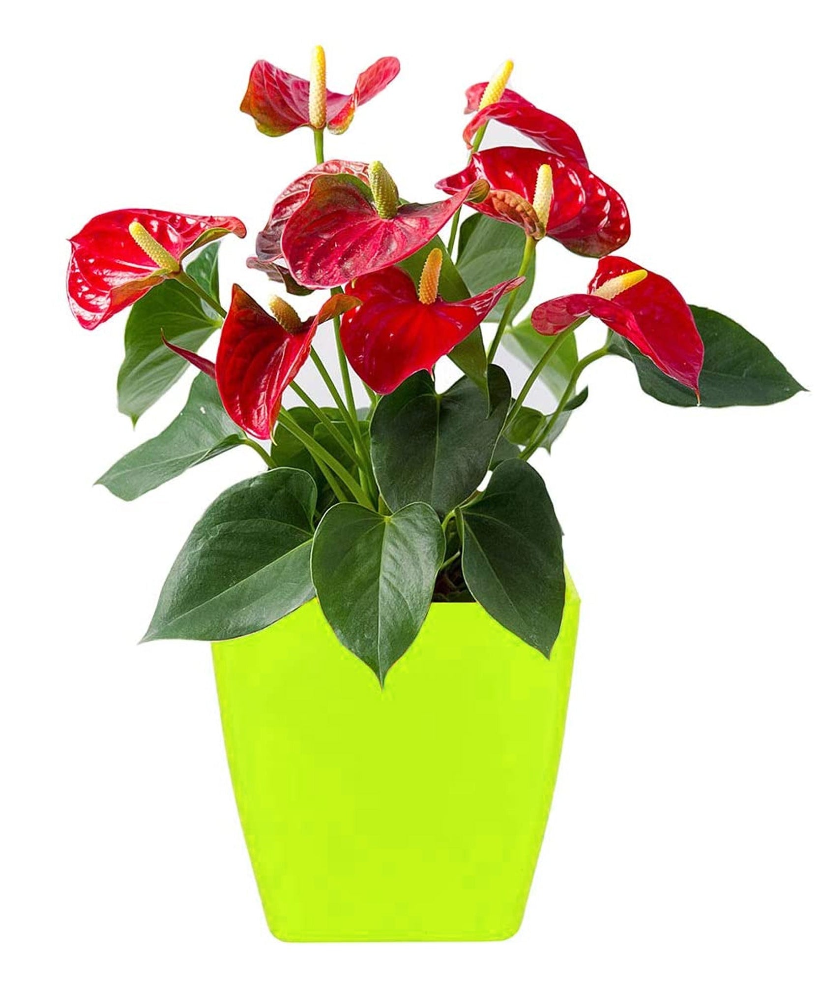 Square plastic planters for indoor or outdoor use