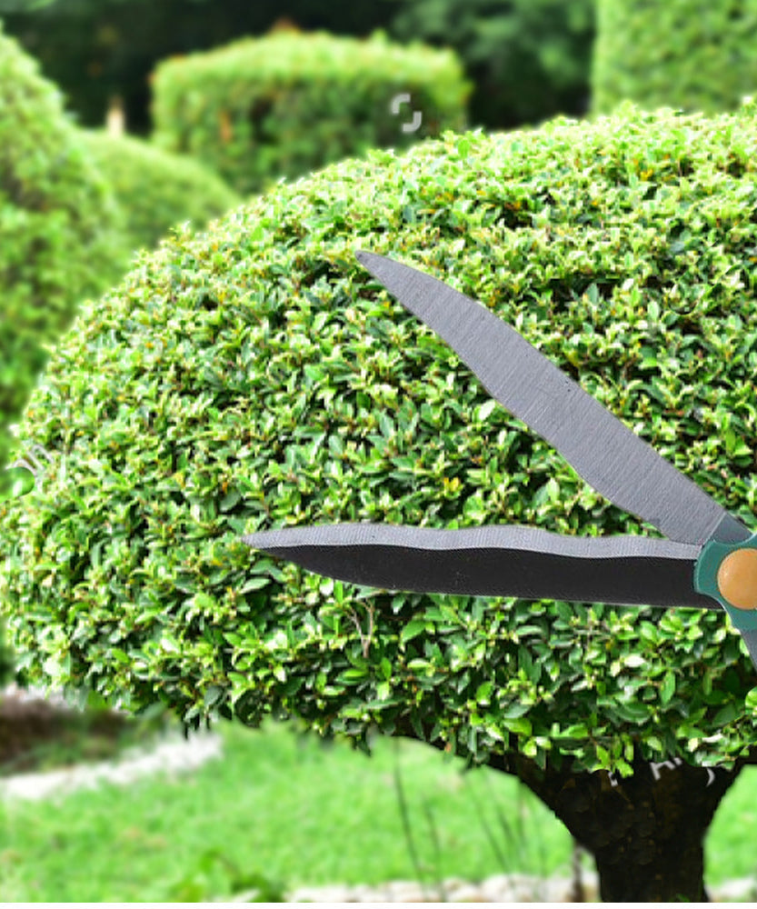 Sturdy garden big scissor for pruning.